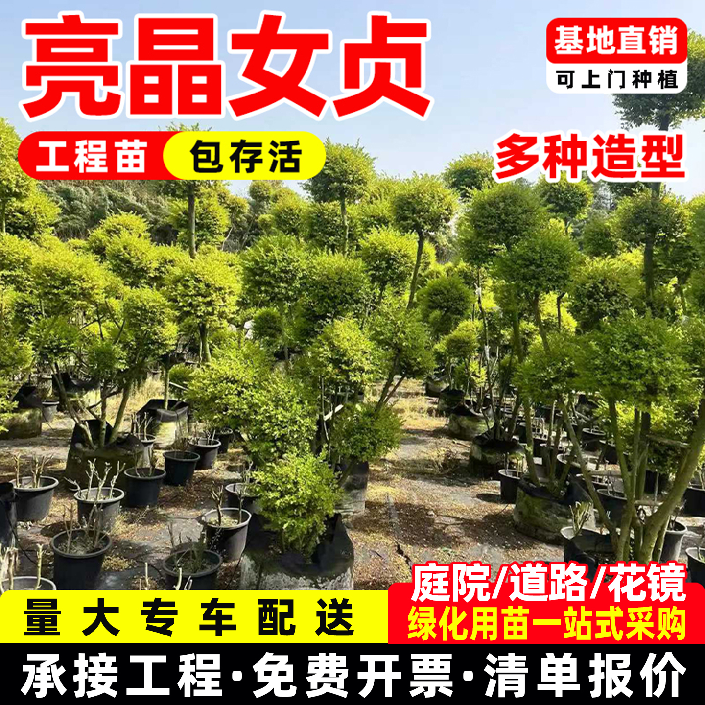 绿植耐寒植物亮晶女贞球形亮晶女贞棒棒糖亮金女贞塔型盆栽植物