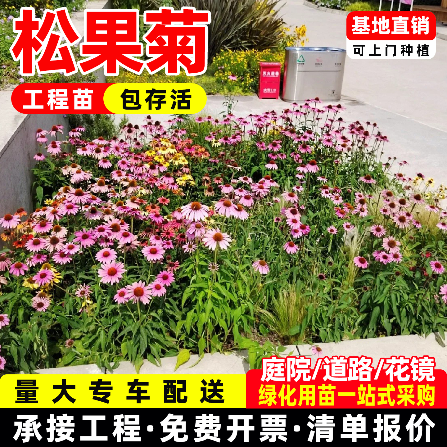 松果菊盆栽花苗多年生宿根草本耐热耐寒庭院阳台绿化花境造景植物