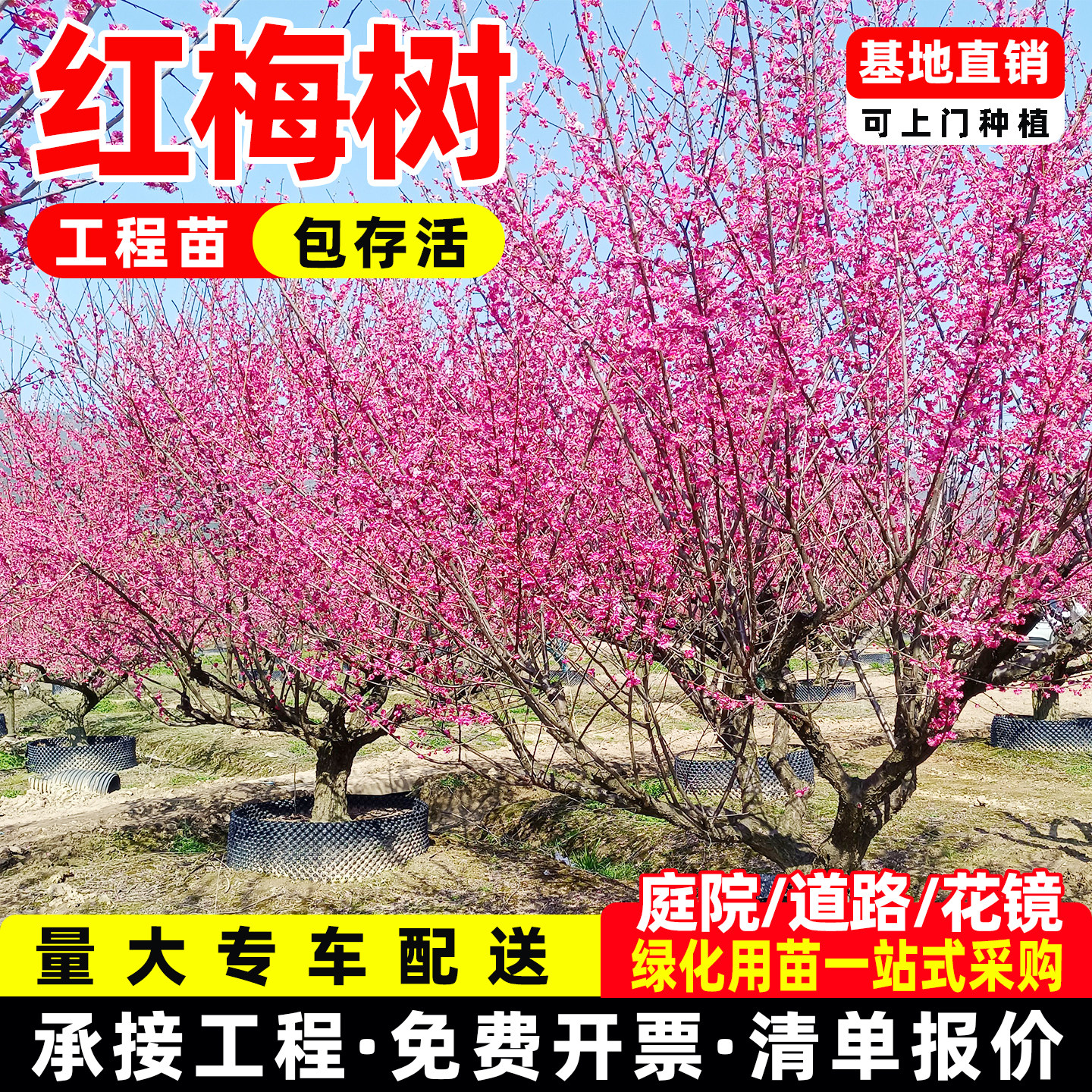 红梅树苗高杆红梅低分枝红梅骨里红梅花丛生铁杆红梅水景桩绿化