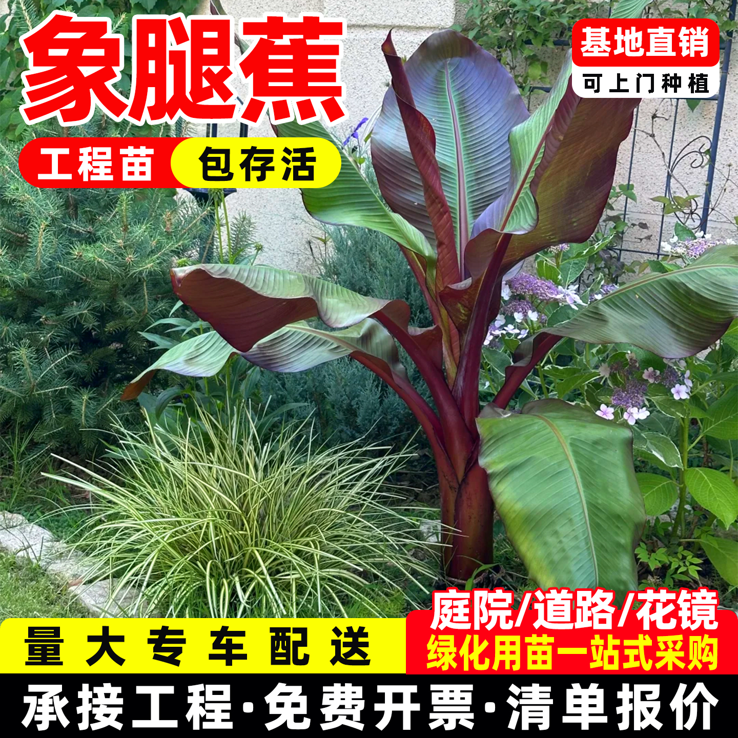 红叶象腿蕉红脉粗柄热带观叶彩叶植物耐热盆栽别墅花园庭院大花苗