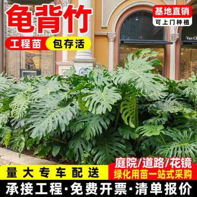 龟背竹观叶植物花境工程苗