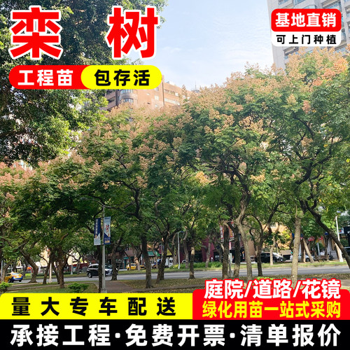栾树树苗庭院工程园林绿化行道树风景大树常绿黄山栾树落叶乔木苗