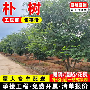 朴树树苗大树鸡屎树园林绿化工程苗木行道拆迁占地庭院道路风景树