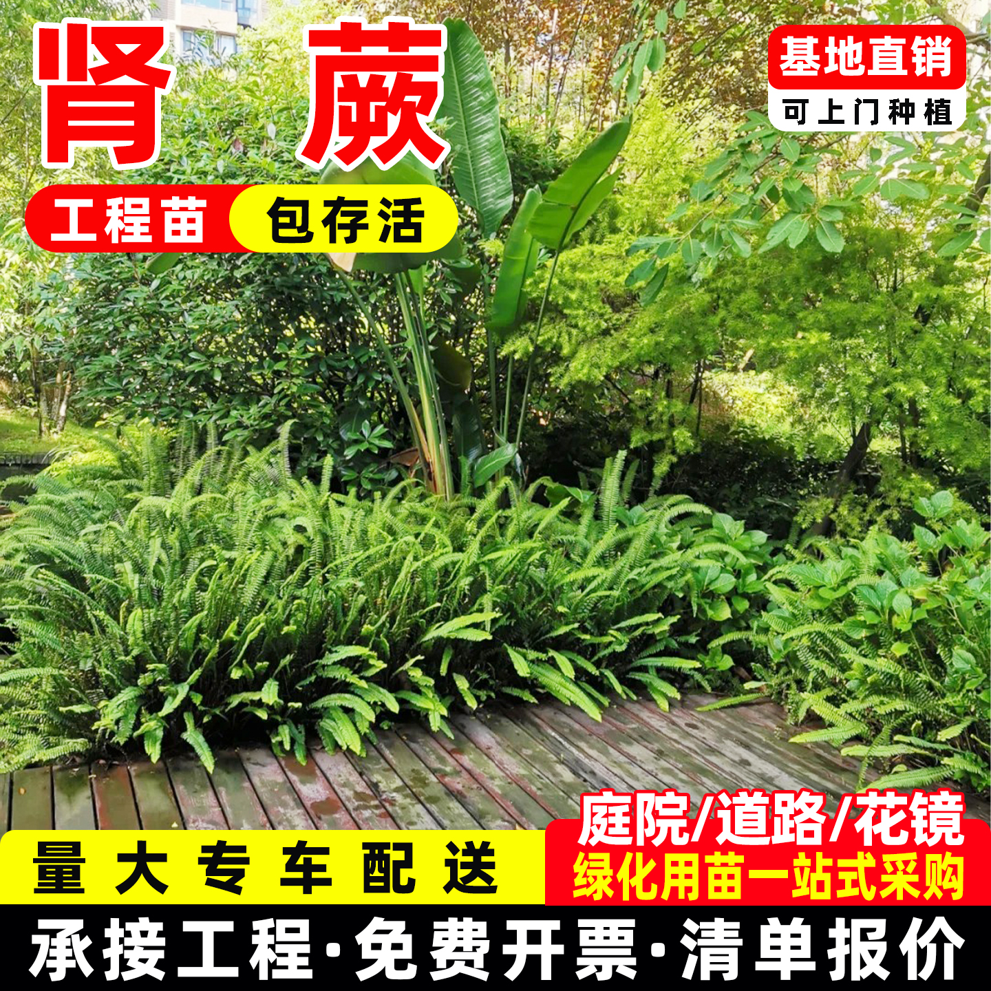 肾蕨富贵蕨吉姆蕨波斯顿蕨类排骨草叶植物庭院花镜蕨类阳台造景