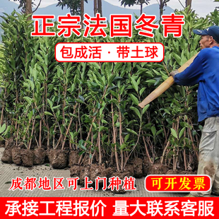 成都法国冬青树苗篱笆墙绿篱常绿庭院围栏四季常青不落叶珊瑚树苗
