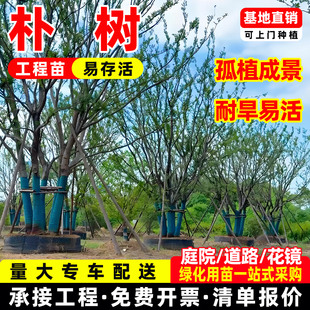 朴树树苗丛生朴树独杆高杆朴树占地苗工程绿化苗庭院行道树苗园林