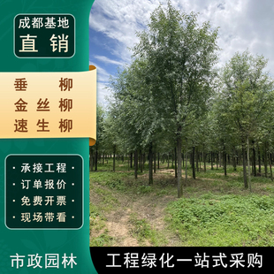 垂柳树苗青皮柳金丝柳黄金柳速生柳树苗庭院道路占地工程绿化苗木