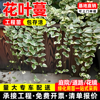 花叶蔓盆栽大苗长春花常青黄金络石室内外阳台庭院绿化苗净化空气