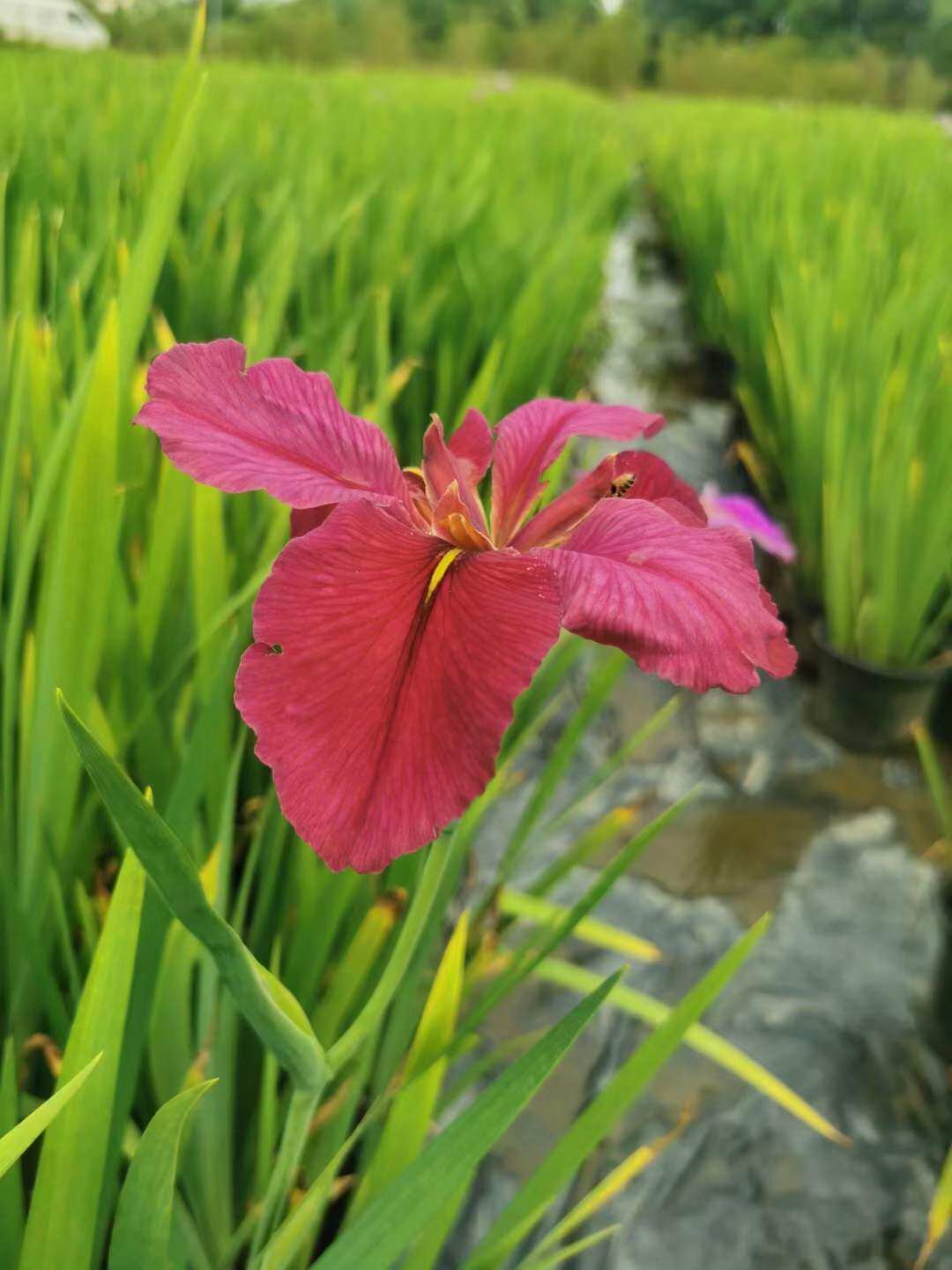 水生植物黄紫蓝白红鸢尾花别墅庭院湿地公园挺水绿化工程花卉基地