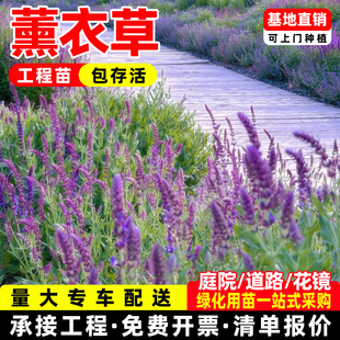 薰衣草盆栽花苗香草植物羽叶薰衣草造景室内阳台庭院花卉净化空气