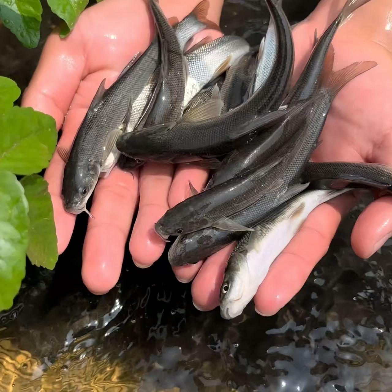 淡水活体银鳕鱼苗大鳞鲃鱼
