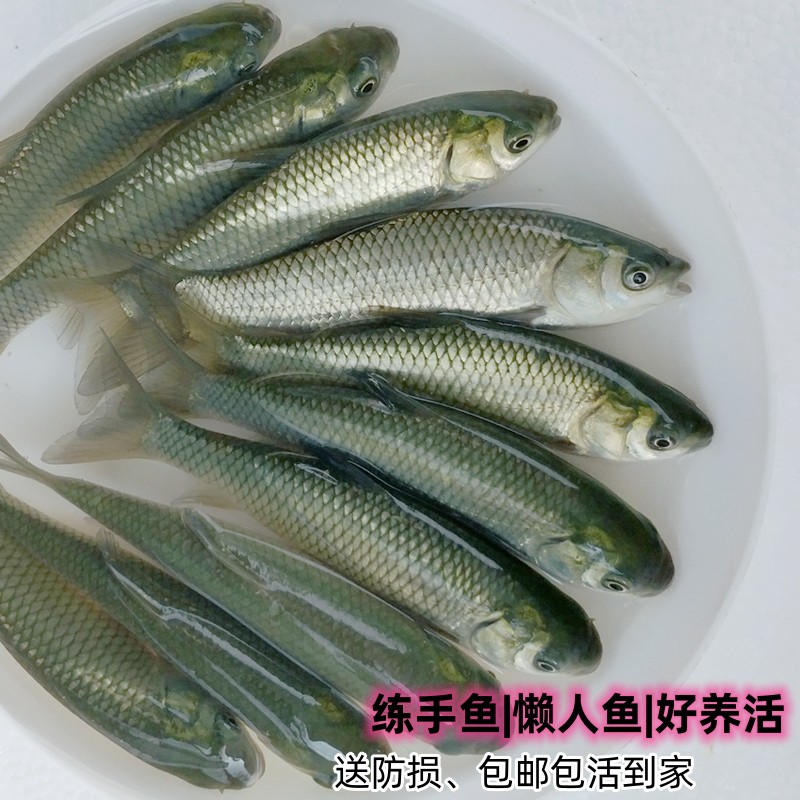 草鱼苗活体淡水易养殖包活包邮苗