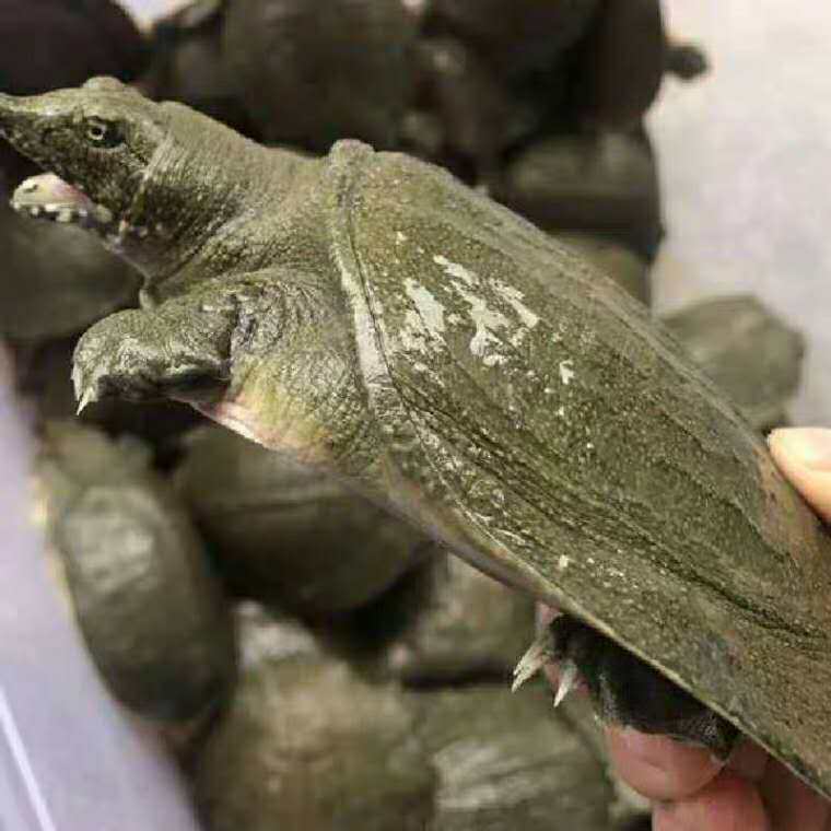 外塘小甲鱼苗中华鳖老鳖免邮王八龟/鳖