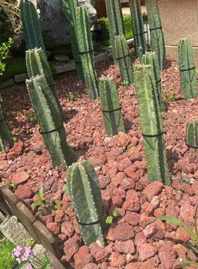 3-5厘米红色火山石古法养鱼原生缸火山岩铺底过滤培菌园林铺地