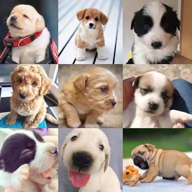 中华田园犬幼犬串串土狗混血狗小白狗看家狗金毛拉布拉多博美泰迪