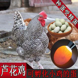 【50枚】芦花鸡种蛋受精蛋可孵化高产小鸡柴鸡纯种汶上30枚宠物鸡