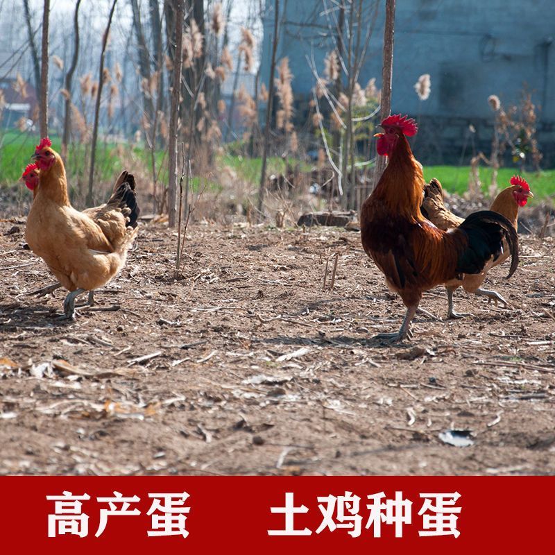 苏北农家散养可孵化新鲜土鸡种蛋活珠子/毛胚蛋