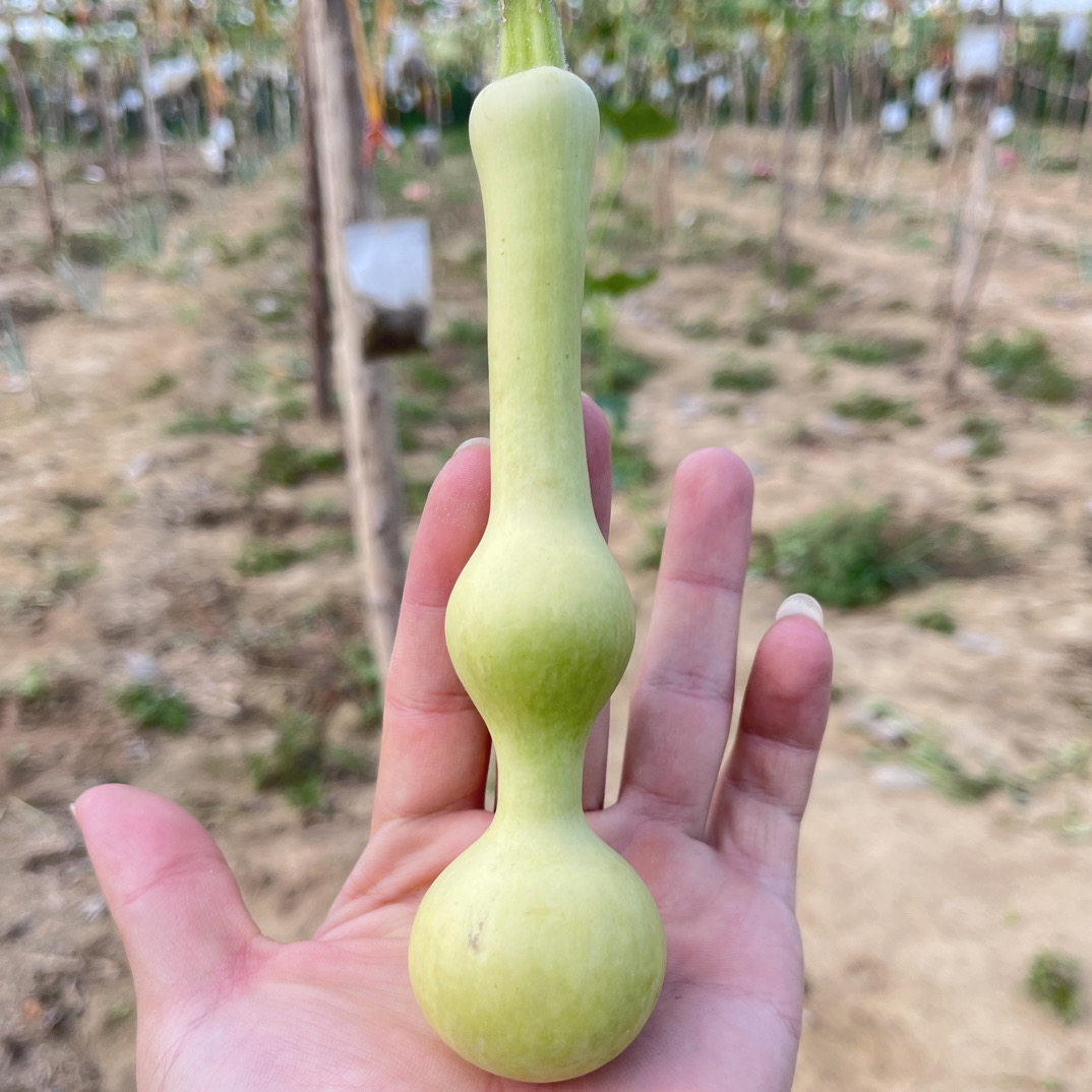 精品文玩葫芦零售批发放漏直播间专属链接请勿随意下单不保龙头,特色手工艺,葫芦,淘宝优惠券,粉丝福利购,淘宝优惠卷