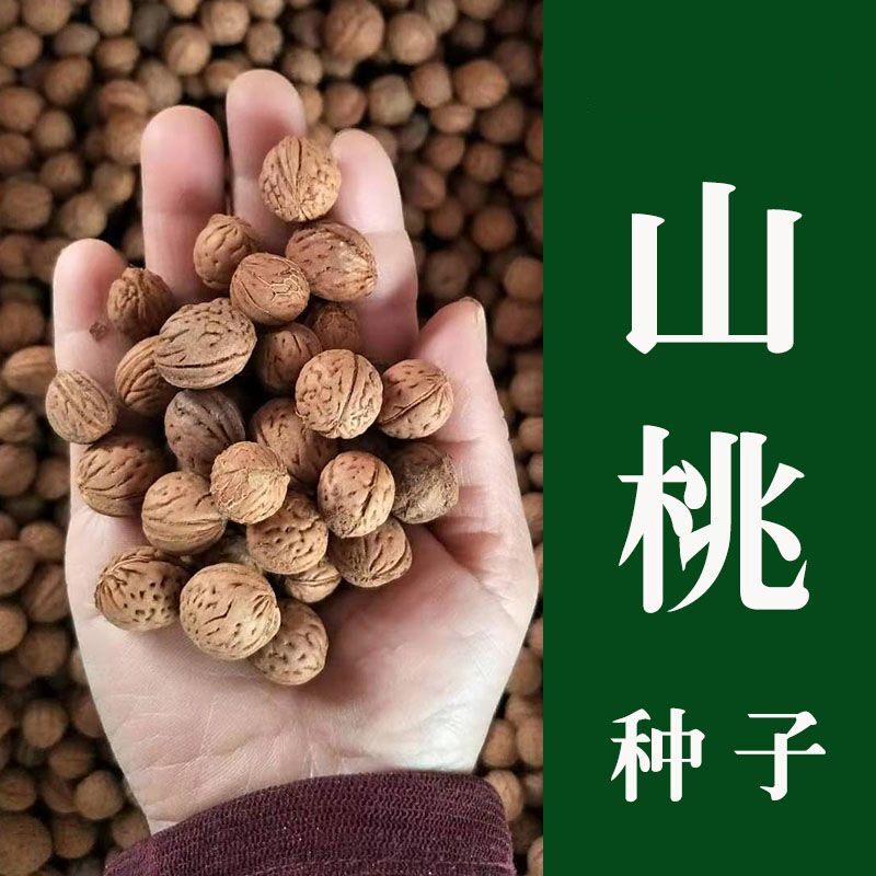山桃种子山桃胡山桃核散籽新采野生山桃树种子枕头专用填充物