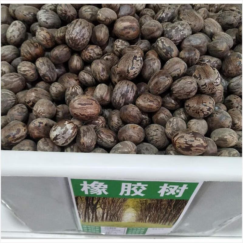 林木种子 散装橡胶树种子  三叶橡胶树种子 巴西橡胶树种子橡胶种