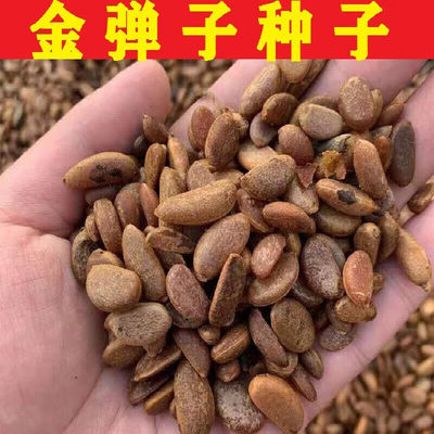 新种金弹子种子 盆景金弹子 糊涂蛋种子 老鸦柿500g 混合金弹