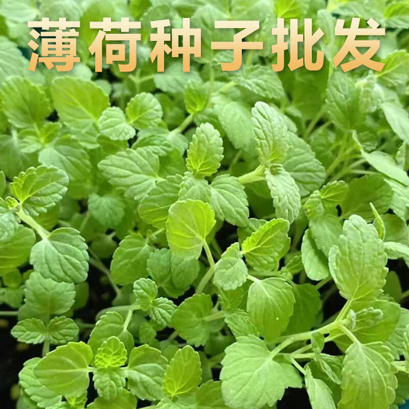 可食用薄荷种子盆栽四季开花易活室内室外花种籽子孑植物花卉花籽