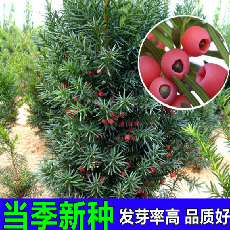 沙藏红豆杉种子正宗曼地亚红豆杉种子东北南方北方红豆杉树种子