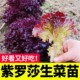 生菜苗秧带土带根意大利玻璃生菜四季 蔬菜苗种籽盆栽地栽阳台种植