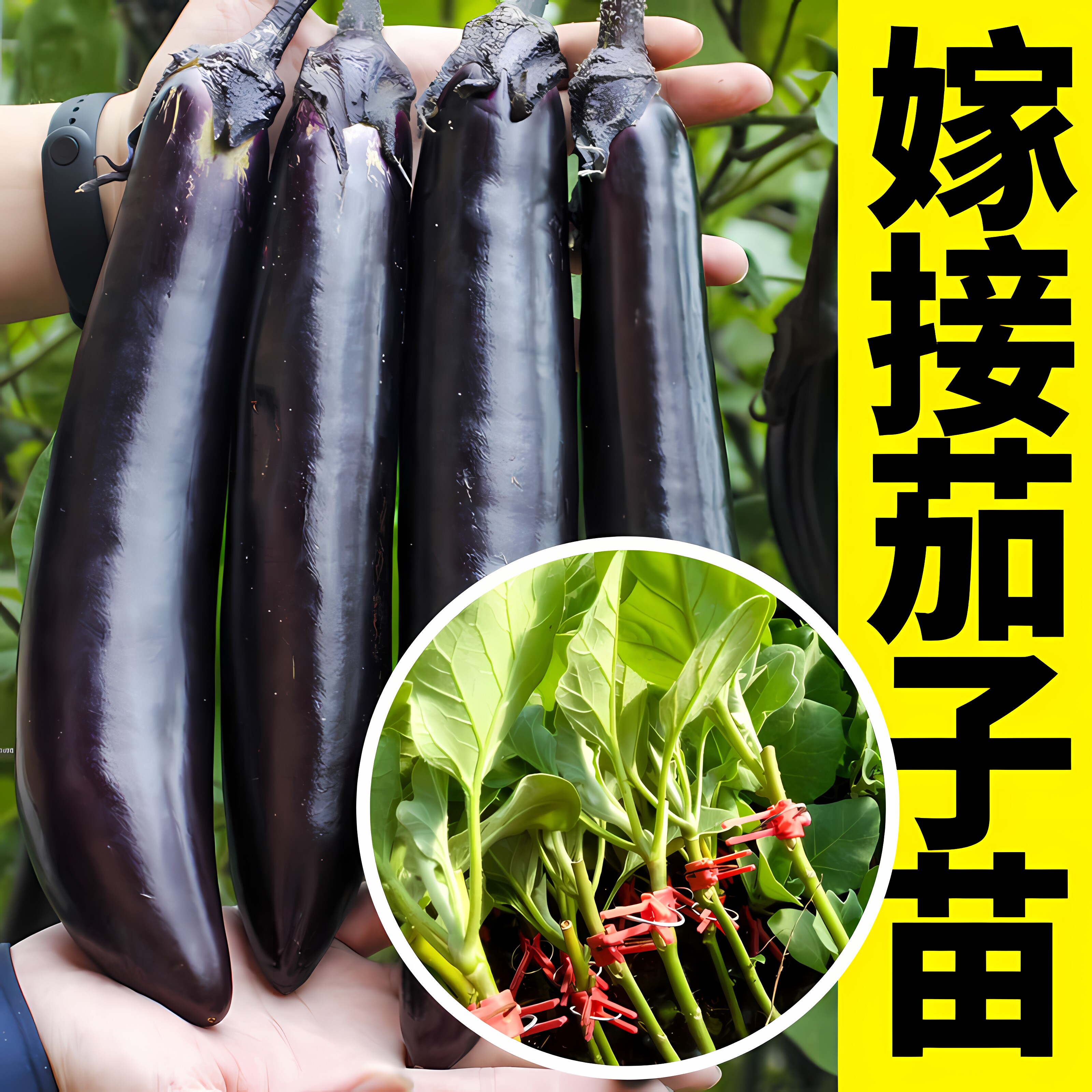 四季嫁接茄子苗黑紫红长茄圆茄蔬菜苗辣椒苗秧苗带土本地嫁接茄瓜