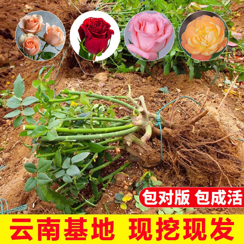 玫瑰老桩玫瑰花苗好养活浓香型四季开花庭院阳台花卉盆栽耐寒,鲜花速递/花卉仿真/绿植园艺,月季/蔷薇/玫瑰,淘宝优惠券,粉丝福利购,淘宝优惠卷