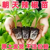 红小米辣椒苗秧苗朝天椒种籽苗泡椒苗幼苗四季 超辣超产阳台辣椒苗