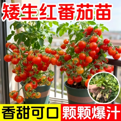 矮生番茄苗秧盆栽老品种西红柿苗秧大果圣女果苗广东本地老品种苗