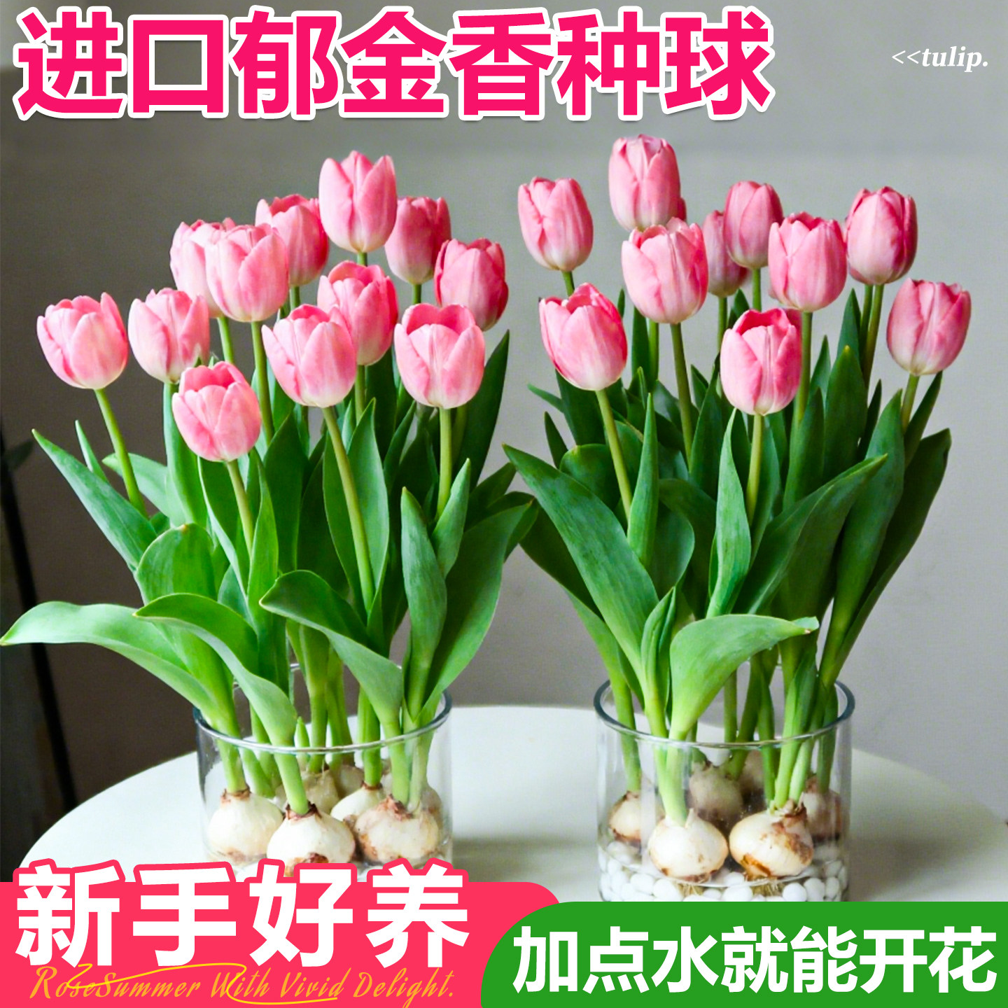 荷兰进口郁金香种球水培花卉植物室内外四季好养活土培郁金香种子