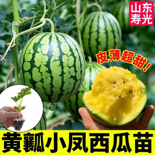 薄皮超甜黄瓤小凤西瓜苗秧懒汉麒麟黄皮红瓤西瓜种子四季盆栽阳台