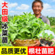 四季 水晶大叶冰菜苗秧苗带土盆栽蔬菜阳台种苗冰草幼苗秋冬蔬菜苗