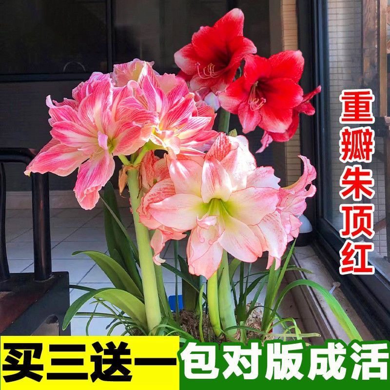 现货 巨无霸系列 大球 荷兰进口朱顶红种球带花苞花剑重瓣易种活,鲜花速递/花卉仿真/绿植园艺,造型盆景,淘宝优惠券,粉丝福利购,淘宝优惠卷