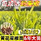 黄花菜种苗四季 种植苗根盆栽易活忘忧草萱草食用金针菜根苗菜种子