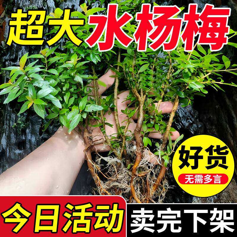 水杨梅植物老桩矮绿植水培原生缸室内室外飘枝鱼缸微造景溪流过滤