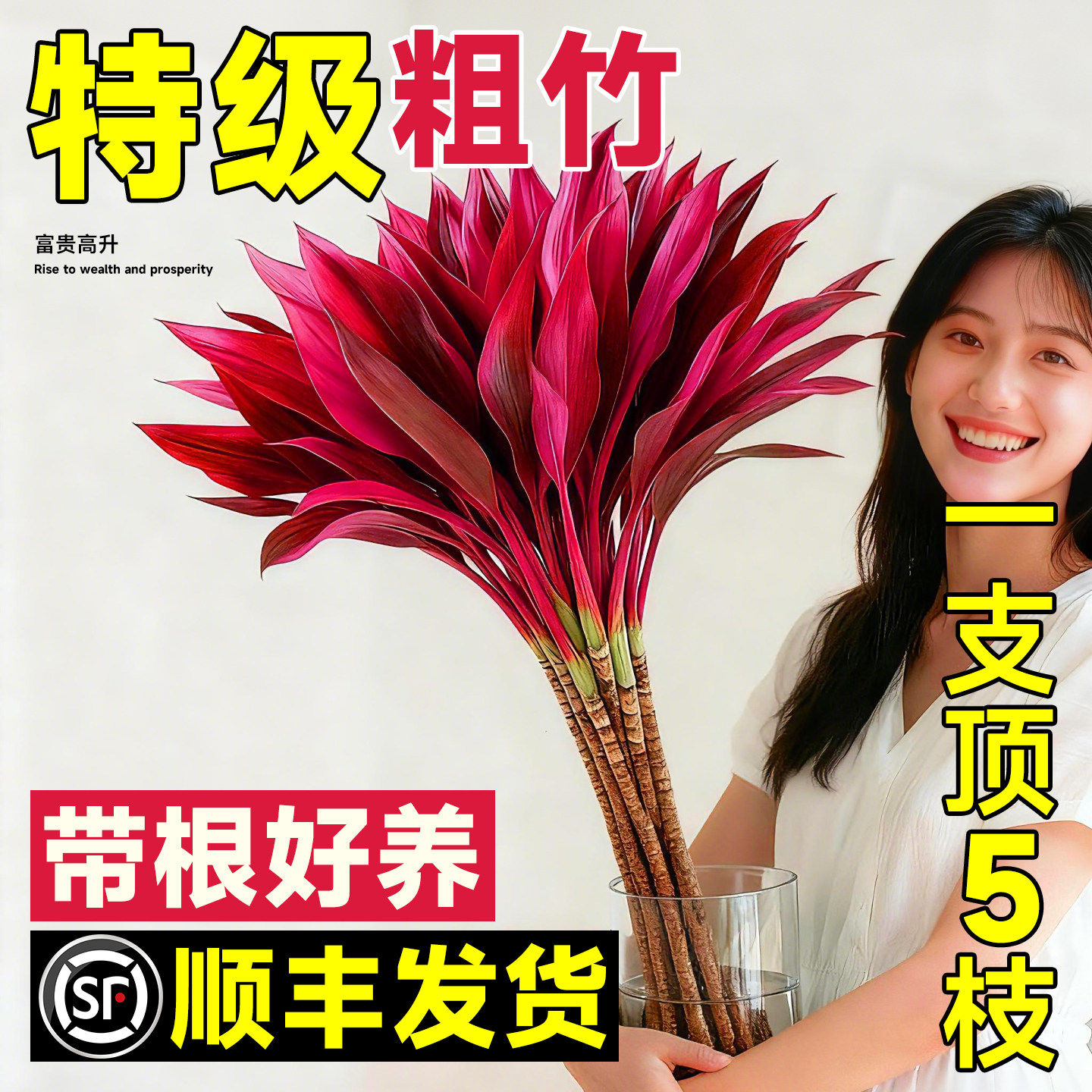 紫竹鸿运当头富贵竹水培绿植物盆栽粗杆带根客厅招财竹子室内花卉