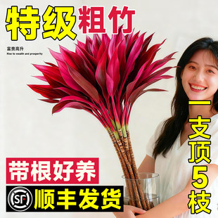 紫竹鸿运当头富贵竹水培绿植物盆栽粗杆带根客厅招财竹子室内花卉