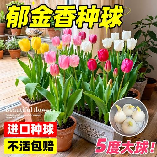 郁金香种球水培土培室内外多季开花进口好养耐寒阳台花卉植物盆栽