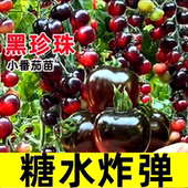 超甜糖水炸弹黑珍珠番茄秧苗带土黑圣女果苗四季 盆栽西红柿蔬菜苗