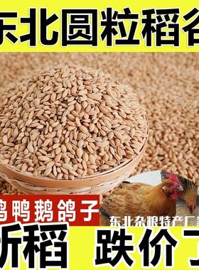 新稻谷1斤2斤50斤稻子带壳谷子喂鸡稻谷鸭鹅鸽鸟仓鼠宠物饲料批发