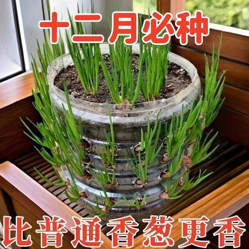 浓香型红葱头四季小香葱食用细小香葱阳台庭院红葱头新四川红葱头,鲜花速递/花卉仿真/绿植园艺,种苗/半成品盆栽,淘宝优惠券,粉丝福利购,淘宝优惠卷