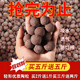 陶粒垫底养花专用多肉土盆栽铺面石花盆水培透气陶土粒回填卫生间