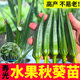 寿光超嫩水果秋葵苗秧高产红秋葵种子阳台四季 盆栽带土球不不易老