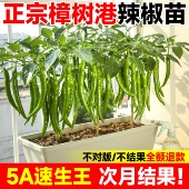 樟树港辣椒苗秧苗香辣朝天椒幼苗四季 南方种阳台盆栽菜园蔬菜苗子