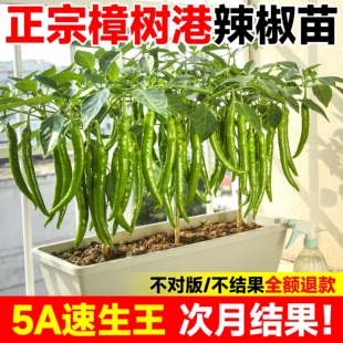 樟树港辣椒苗秧苗香辣朝天椒幼苗四季南方种阳台盆栽菜园蔬菜苗子