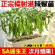 樟树港辣椒苗秧苗香辣朝天椒幼苗四季 南方种阳台盆栽菜园蔬菜苗子