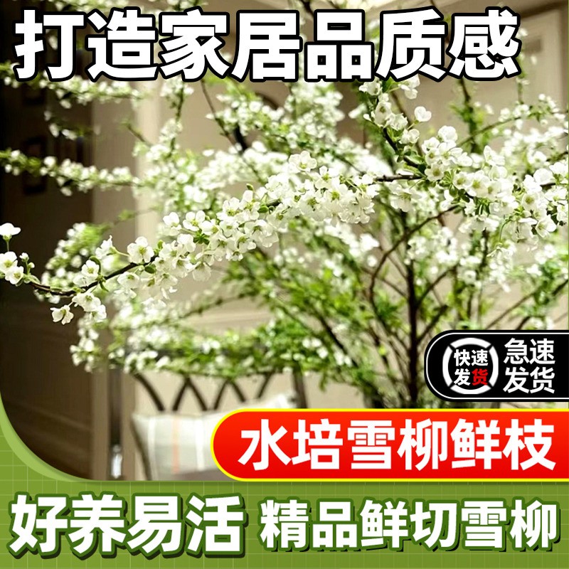 雪柳鲜枝带花苞干支纯水培植物室内好养花卉绿植盆栽桌面水养龙柳